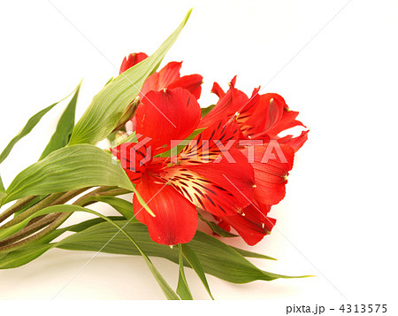 Alstroemeria 4313575