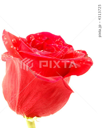 Rose on a white background 4313725