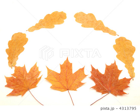 Multi-colored leaves Multi-colored leaves 4313795