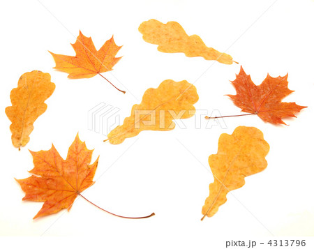 Multi-colored leaves 4313796