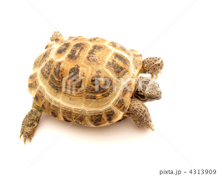 Herman's Tortoise turtle 4313909