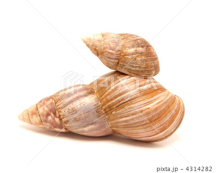 Bowl of a snail 4314282