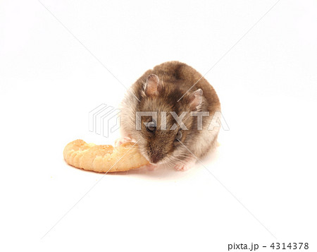 Hamster and cookies 4314378