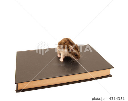 Hamster and the book 4314381