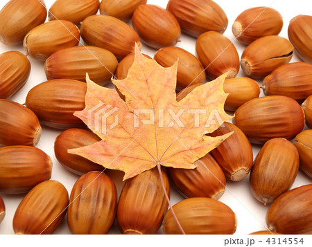 Acorns and leaves Acorns and leaves 4314554