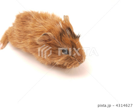 Baby guinea pig Baby guinea pig 4314627