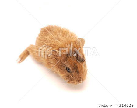Baby guinea pig Baby guinea pig 4314628