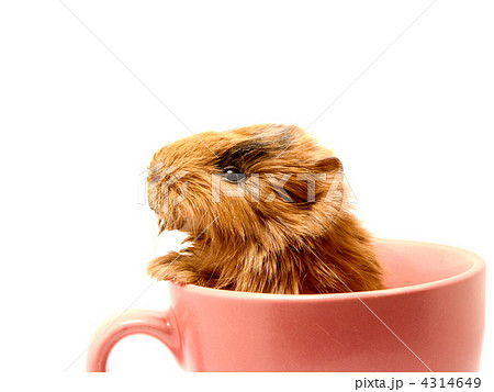 Baby guinea pig in the tea cup 4314649