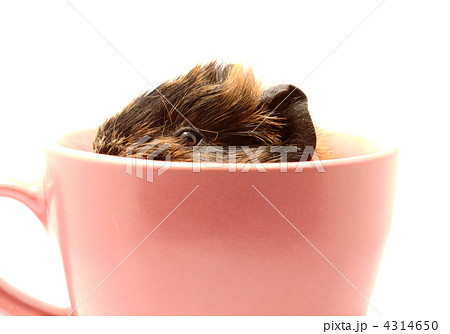 Baby guinea pig in the tea cup Baby guinea pig in the tea cup 4314650