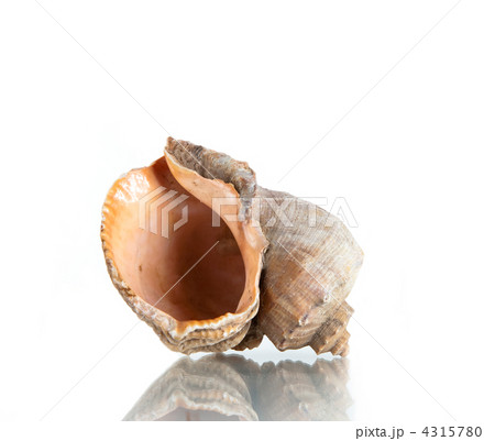 Seashell, studio shot 4315780