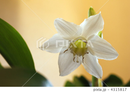 ユーチャリス 4315817