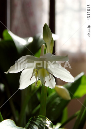 ユーチャリス 4315818