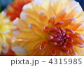 4315985