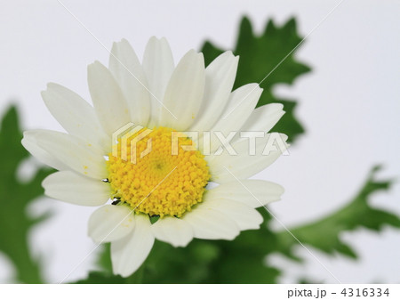 ノースポールの花 4316334