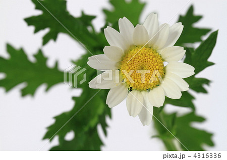 ノースポールの花 4316336