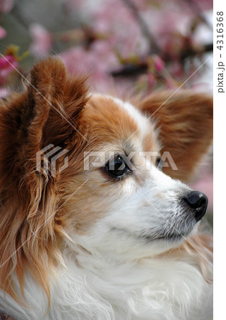 愛犬、女の子のパピヨン 4316368