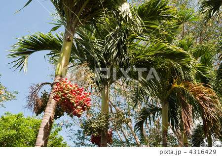 マニラヤシの実 4316429