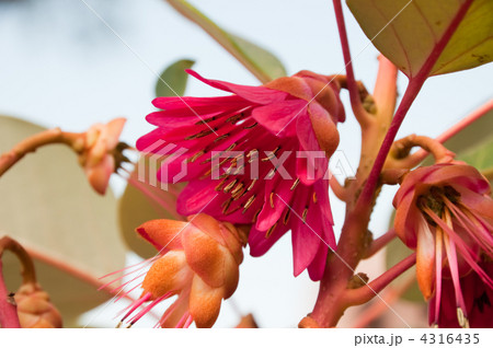 ロドレイヤ ロドレイヤ 4316435