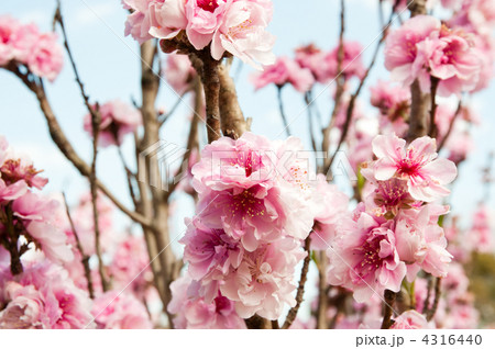 ハナモモ ハナモモ 4316440