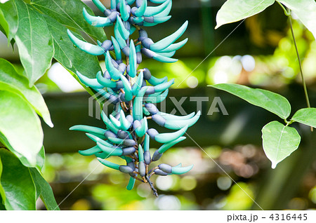 ヒスイカズラ 4316445