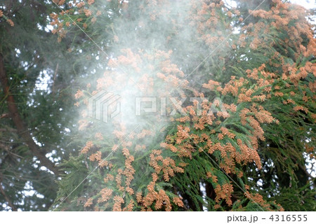 スギ花粉 スギ花粉 4316555