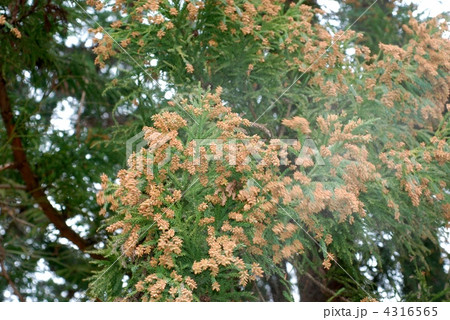 スギ花粉 4316565