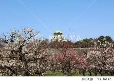 大阪城梅林と大阪城天守閣 4316832