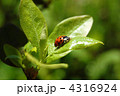 お散歩テントウムシ 4316924