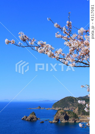 妙見浦と桜 4317081