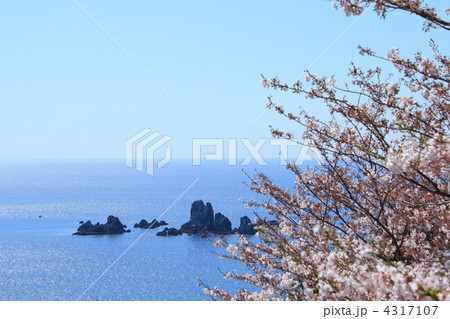 大ヶ瀬と桜 大ヶ瀬と桜 4317107