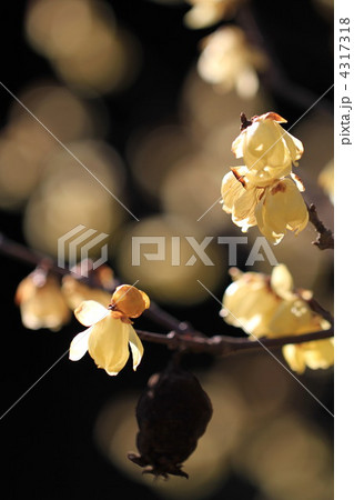 素心蝋梅の花と実 素心蝋梅の花と実 4317318