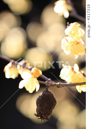 素心蝋梅の実と花 素心蝋梅の実と花 4317319