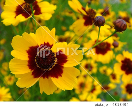 コレオプシス (春車菊または蛇の目草) コレオプシス (春車菊または蛇の目草) 4318494