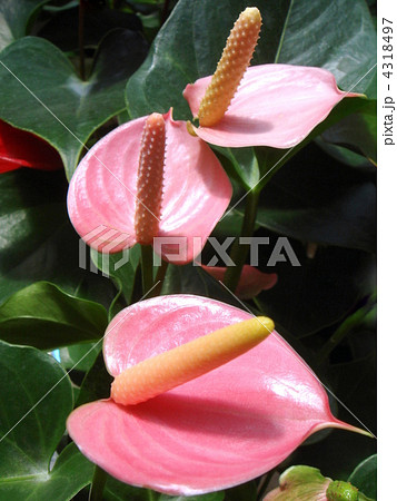 アンスリューム(ピンクチャンピオン) アンスリューム(ピンクチャンピオン) 4318497