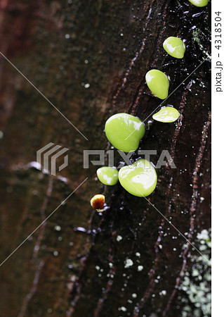 木肌とマメズタのイメージ1 木肌とマメズタのイメージ1 4318504