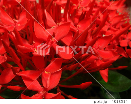 サンタンカ（イクソラ・コクネシア） 4318514