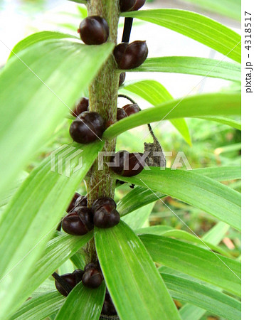 オニユリのむかご オニユリのむかご 4318517