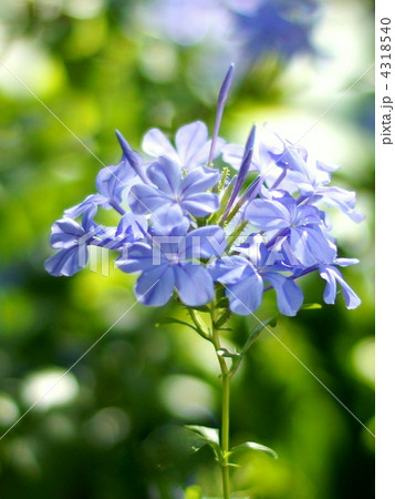 ルリマツリ 4318540