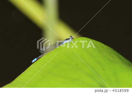 クロイトトンボ♂ 4318599