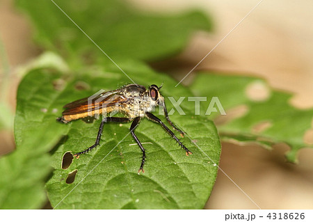 サキグロムシヒキ 4318626