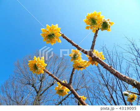 ミツマタの花 ミツマタの花 4319005