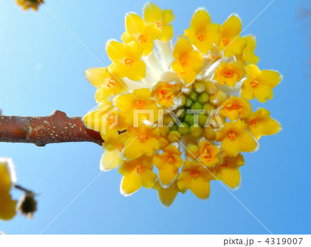 ミツマタの花 4319007