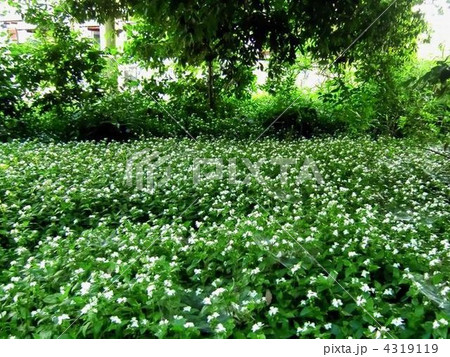 とっても清楚なトキワツユクサの群生 とっても清楚なトキワツユクサの群生 4319119