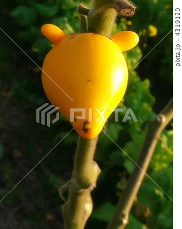 ユニークな果実のツノナス 4319120