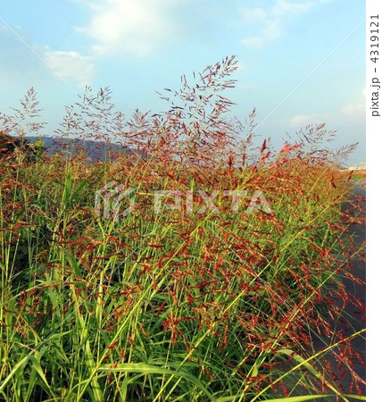 よく見かけますセイバンモロコシの花 よく見かけますセイバンモロコシの花 4319121