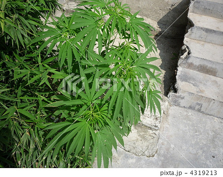 雲南省大理 大麻 雲南省大理 大麻 4319213
