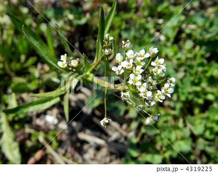 ナズナ(ペンペン草) ナズナ(ペンペン草) 4319225