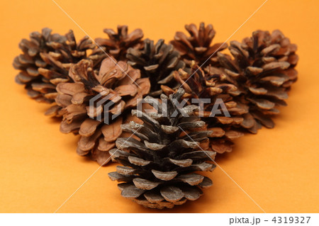 松かさ 松かさ 4319327