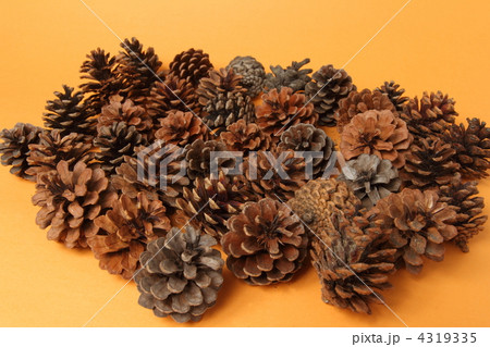 松かさ 松かさ 4319335