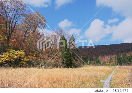 秋の大場谷地 4319475